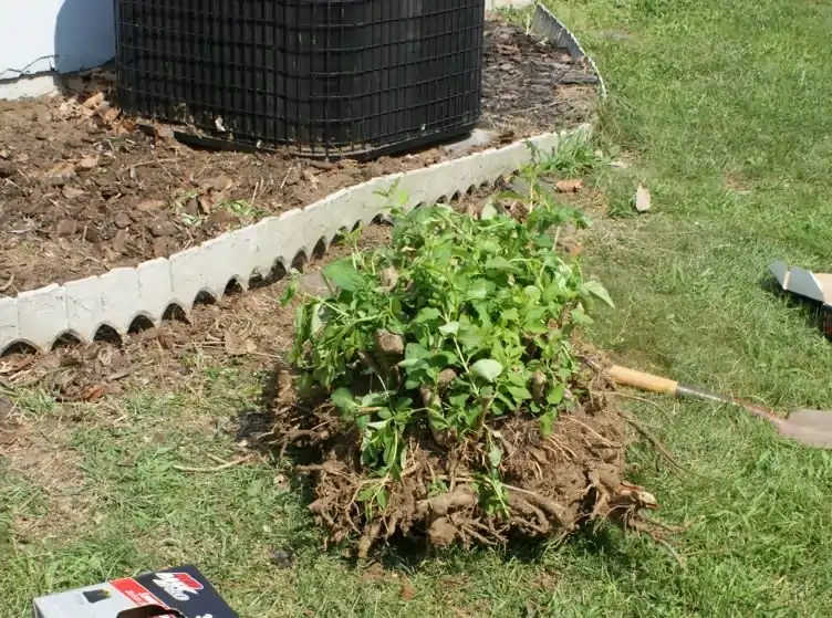 Shrub Removal