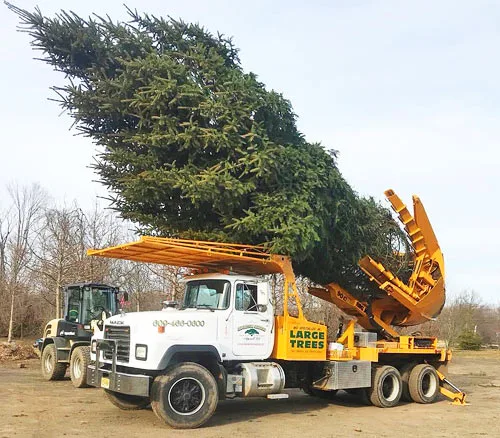 Tree Relocation Service