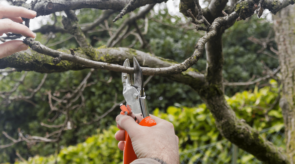 Tree Trimming & Pruning